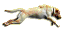 I'm running to PAWS-A-WHILE.